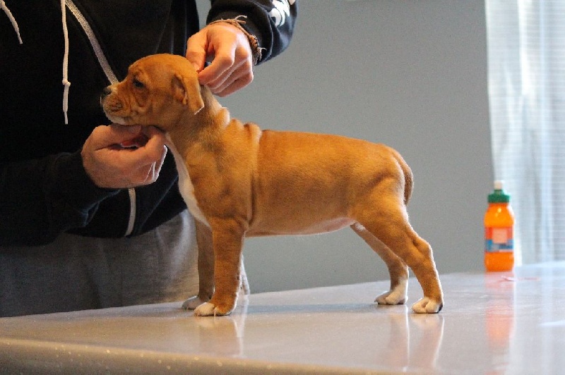 Head High - Staffordshire Bull Terrier - Portée née le 13/09/2016
